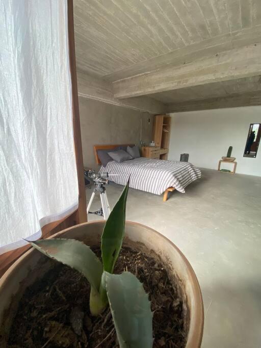 Casa Leona Oaxaca