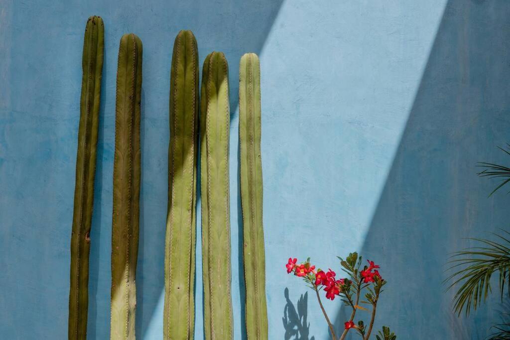 Casa Tipton - Artsy In The Villa Oaxaca