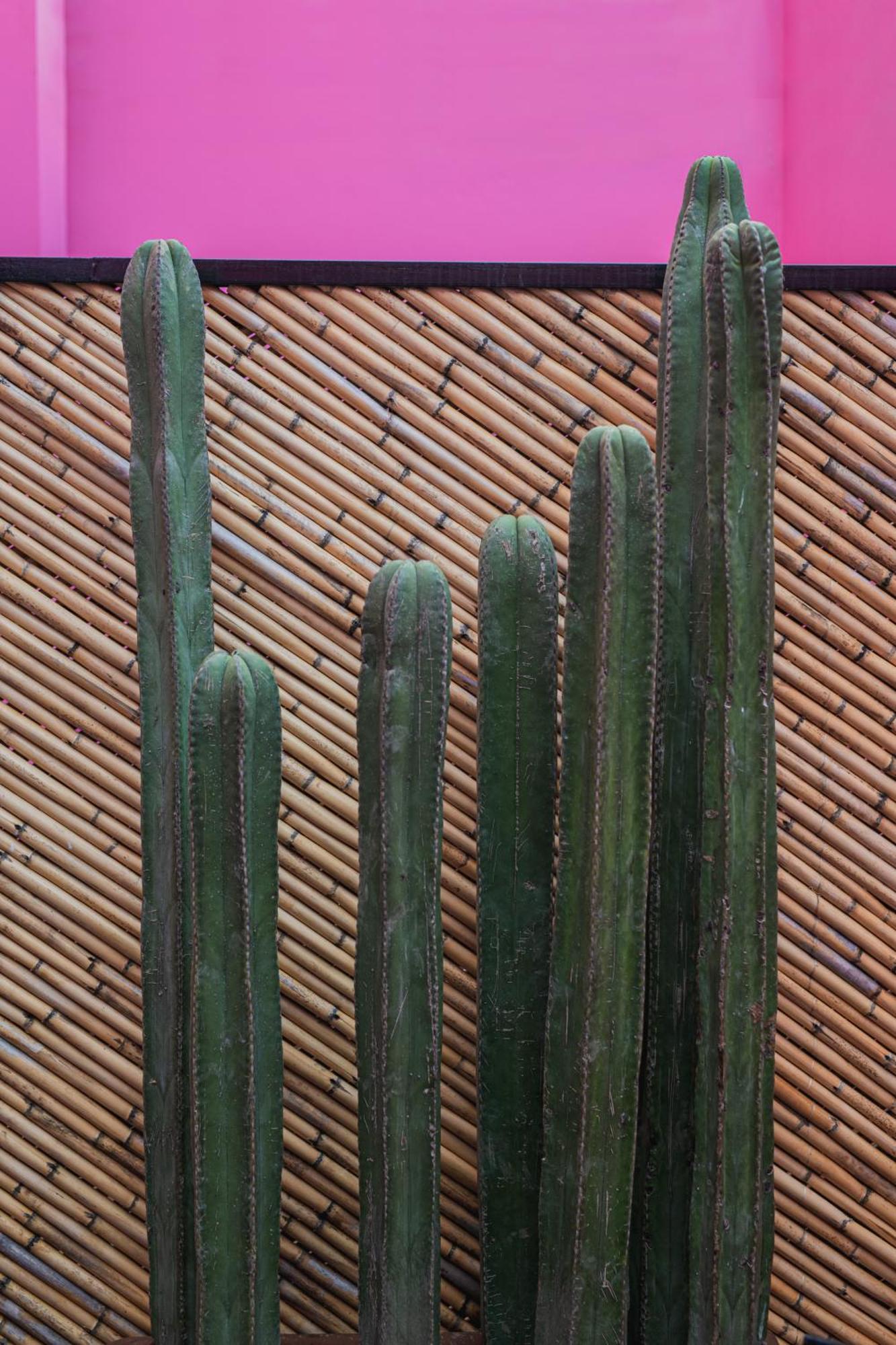 Casa Rosamate Apartamento Oaxaca