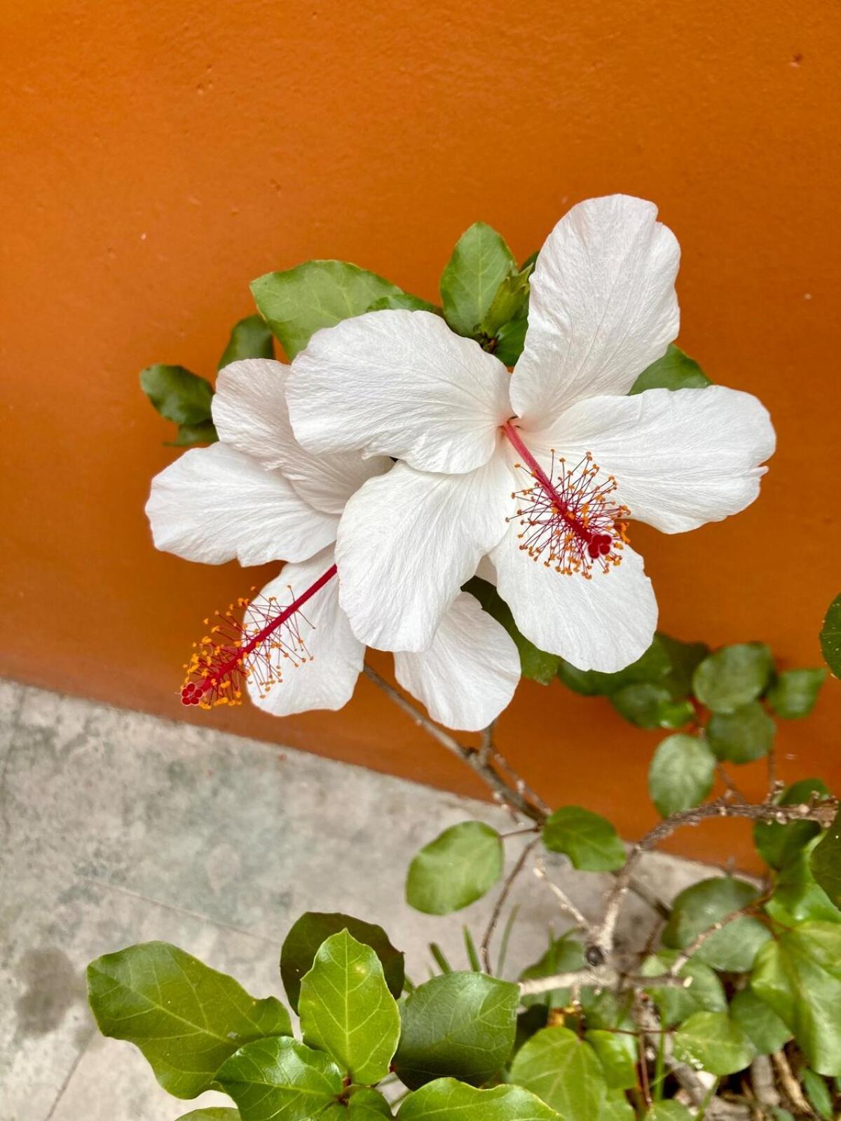 Casa Mera Mera