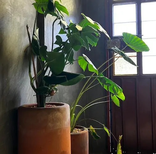 Casa Pato